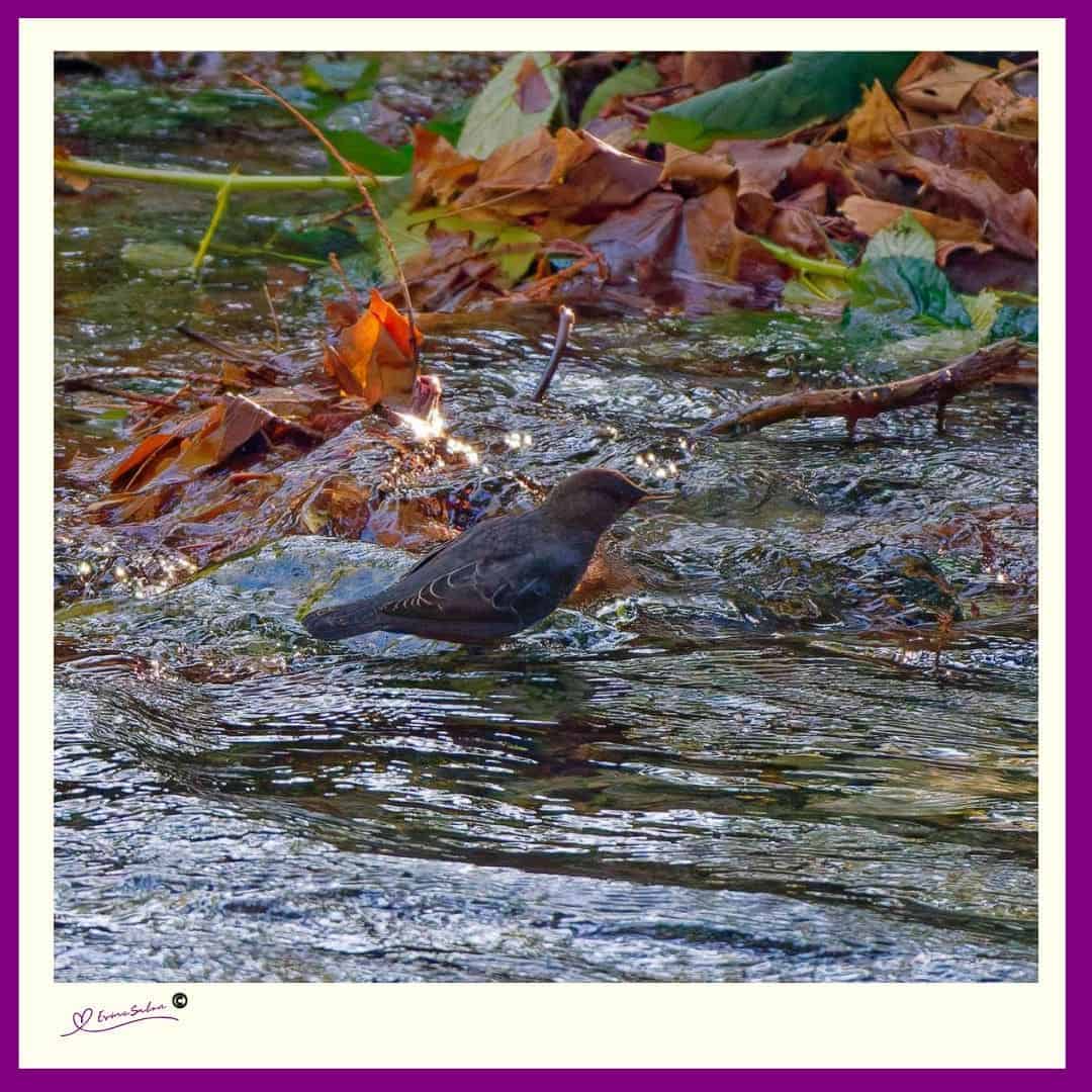 A bird that walks underneath the water, the American Dipper