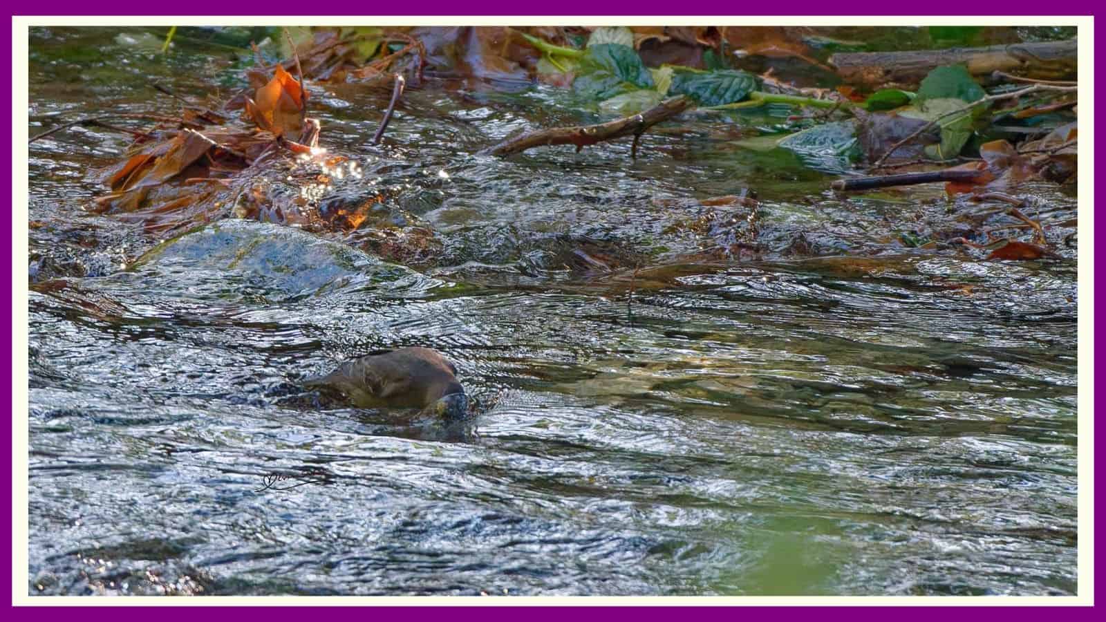 American Dipper