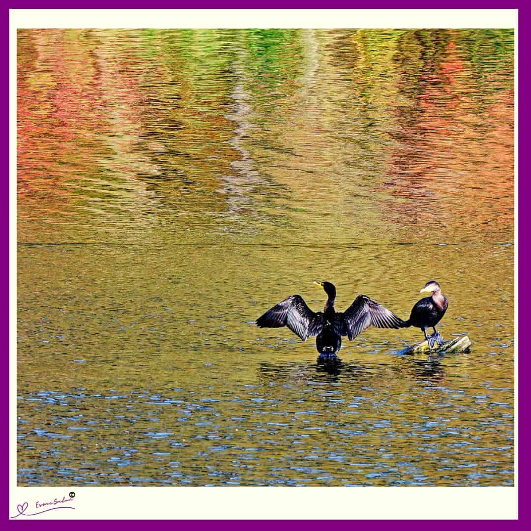 eagles double-crested cormorants and heron