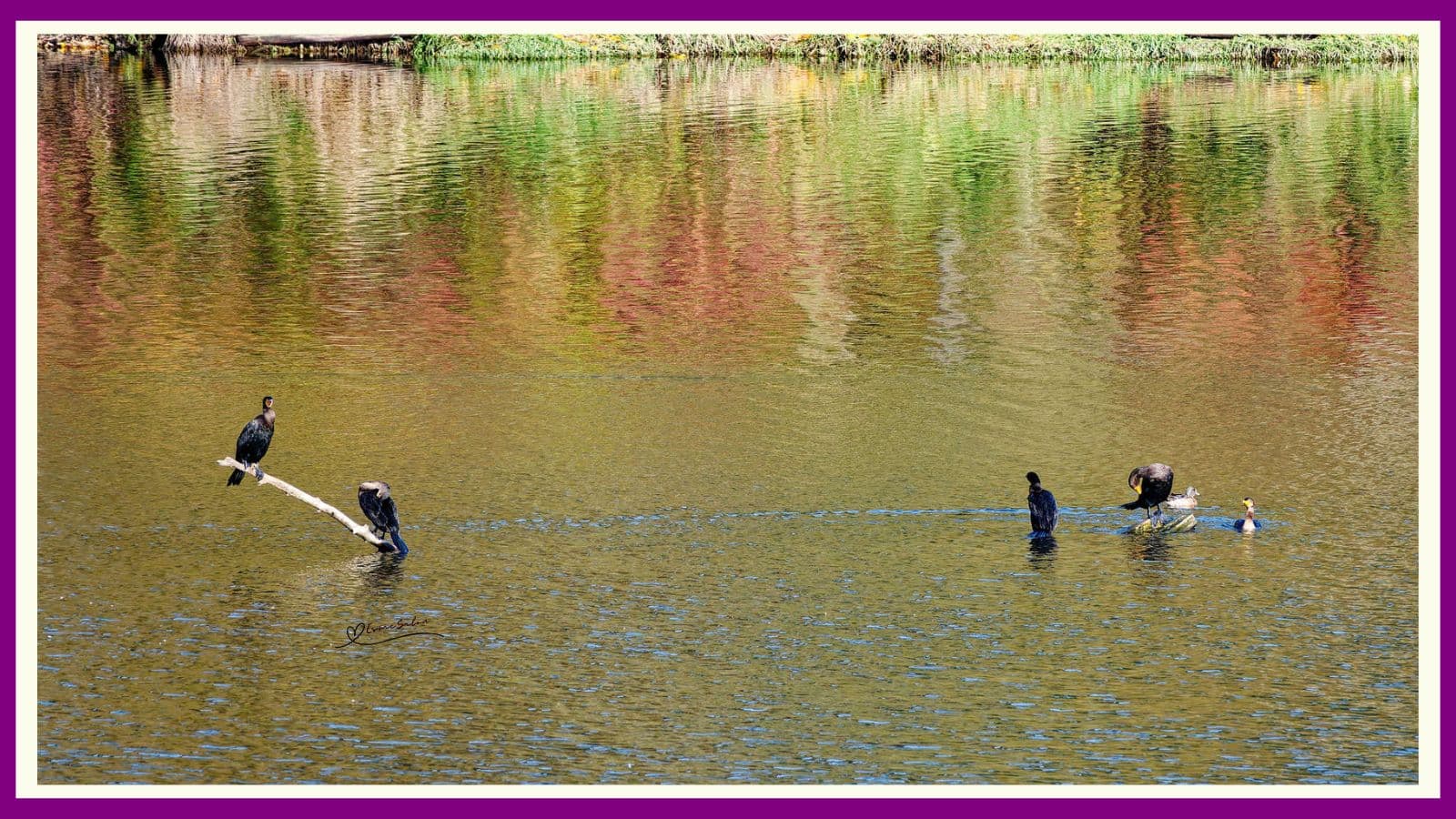 eagles double-crested cormorants and heron