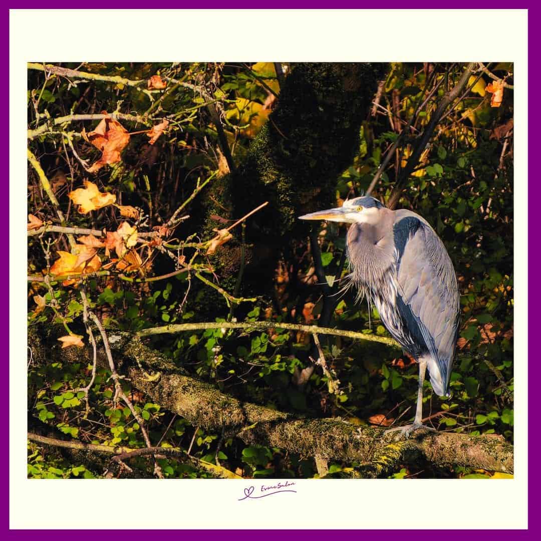 eagles double-crested cormorants and heron