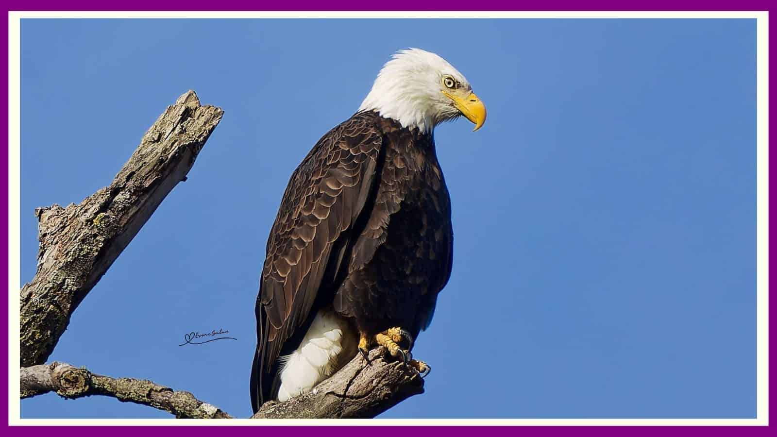 eagles double-crested cormorants and heron