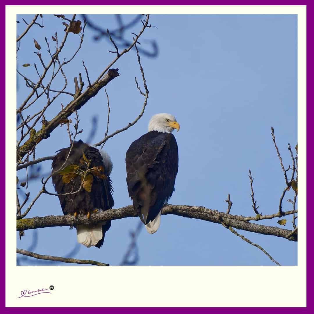 eagles double-crested cormorants and heron