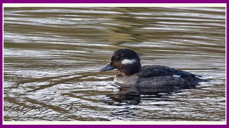 an image of a Buffel head Female