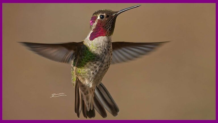 Feeder Wars Hummingbirds