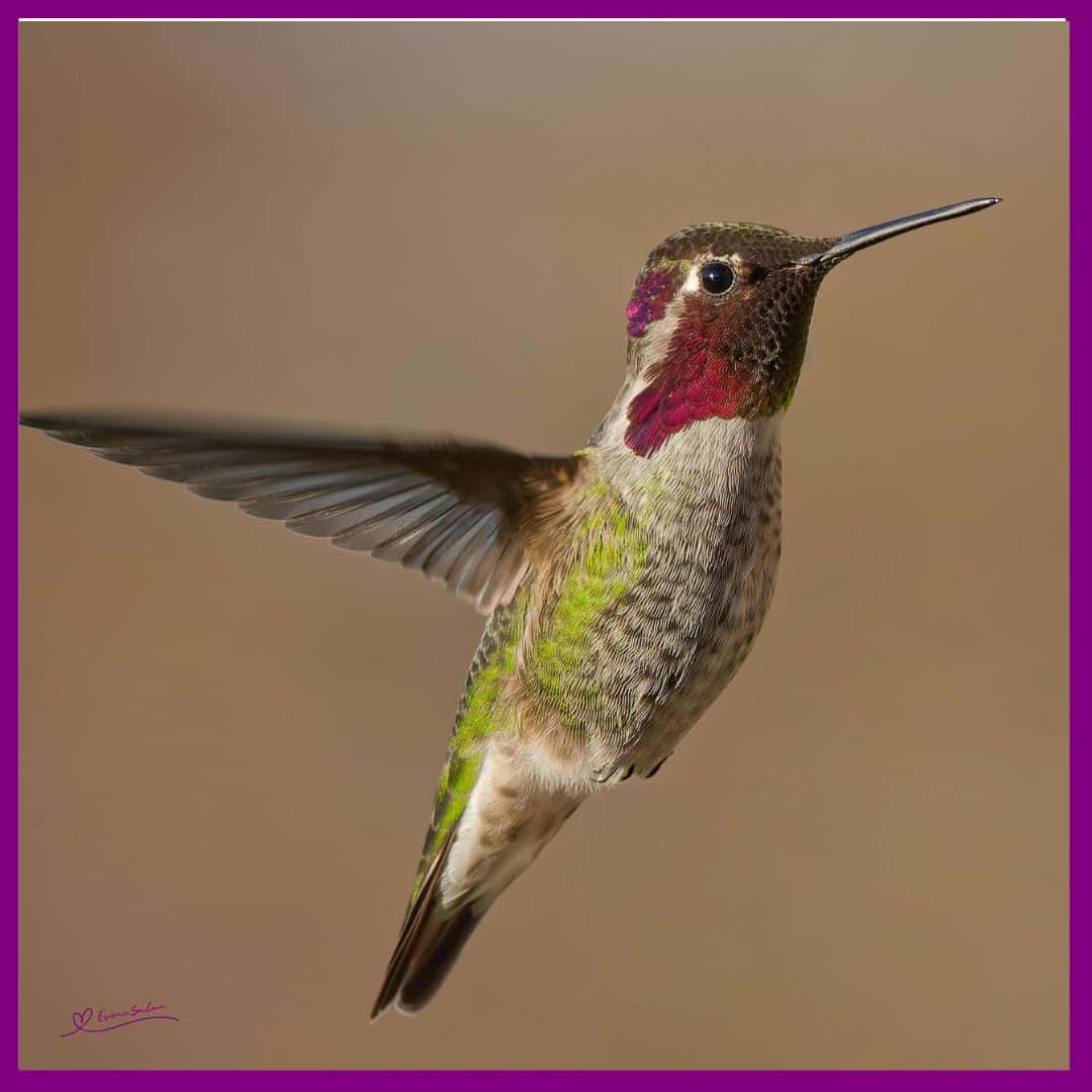 Feeder Wars Hummingbirds