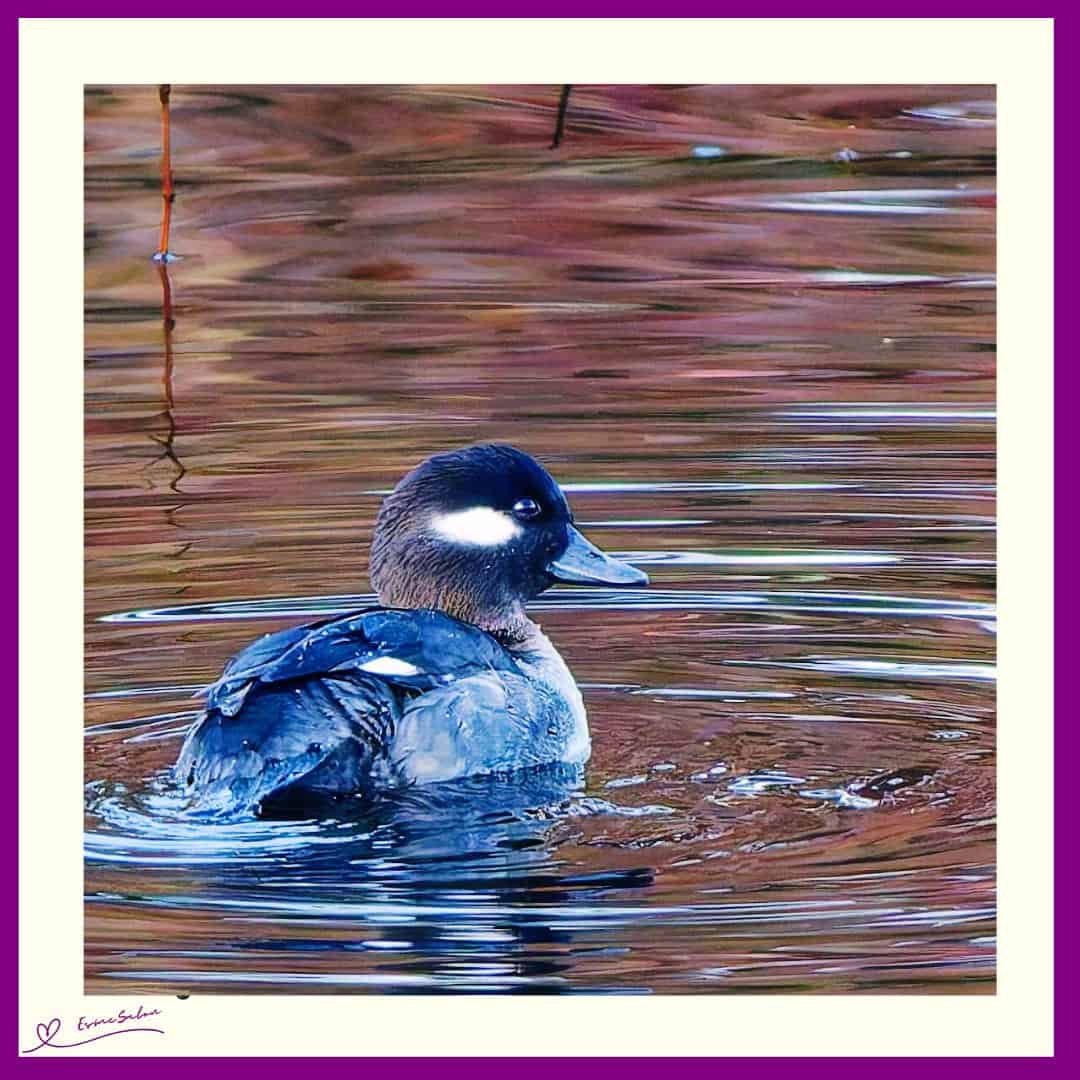 an image of an Immature Bufflehead male