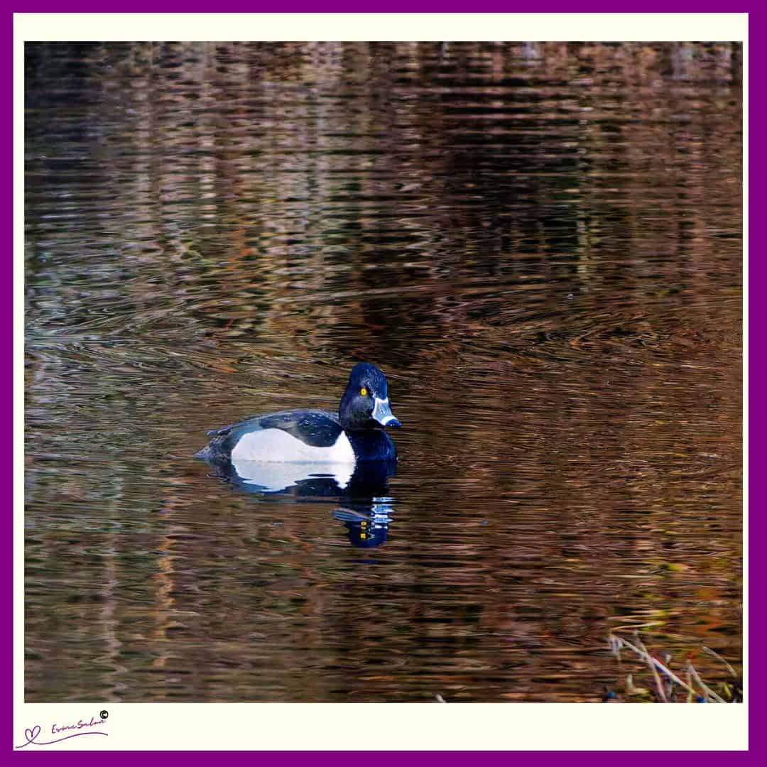 an image of a Ring-necked duck
