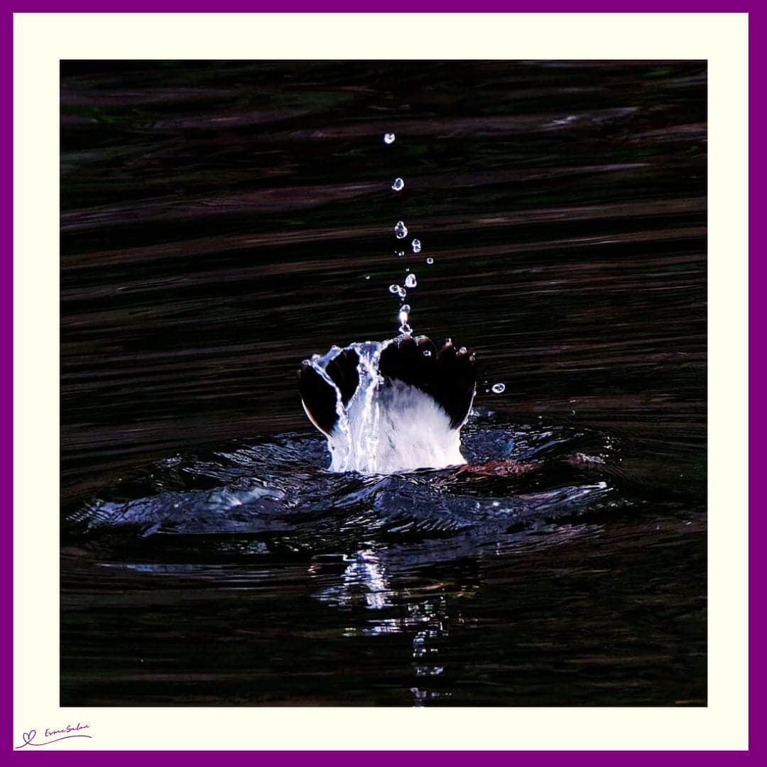 An image of a duck diving