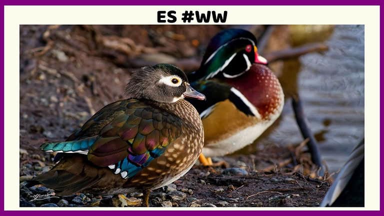 An image of Wood duck male and female