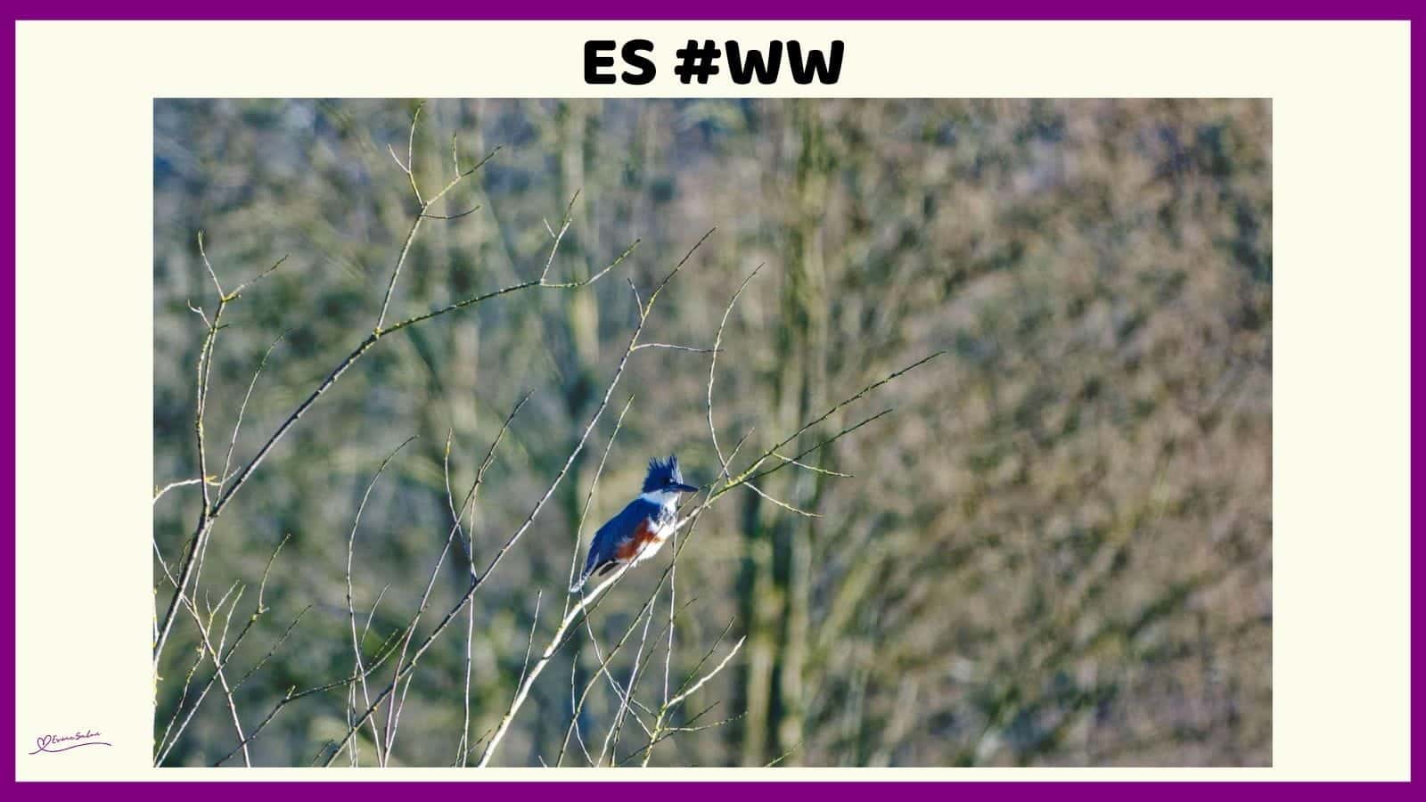 es #115 #wordlesswednesday