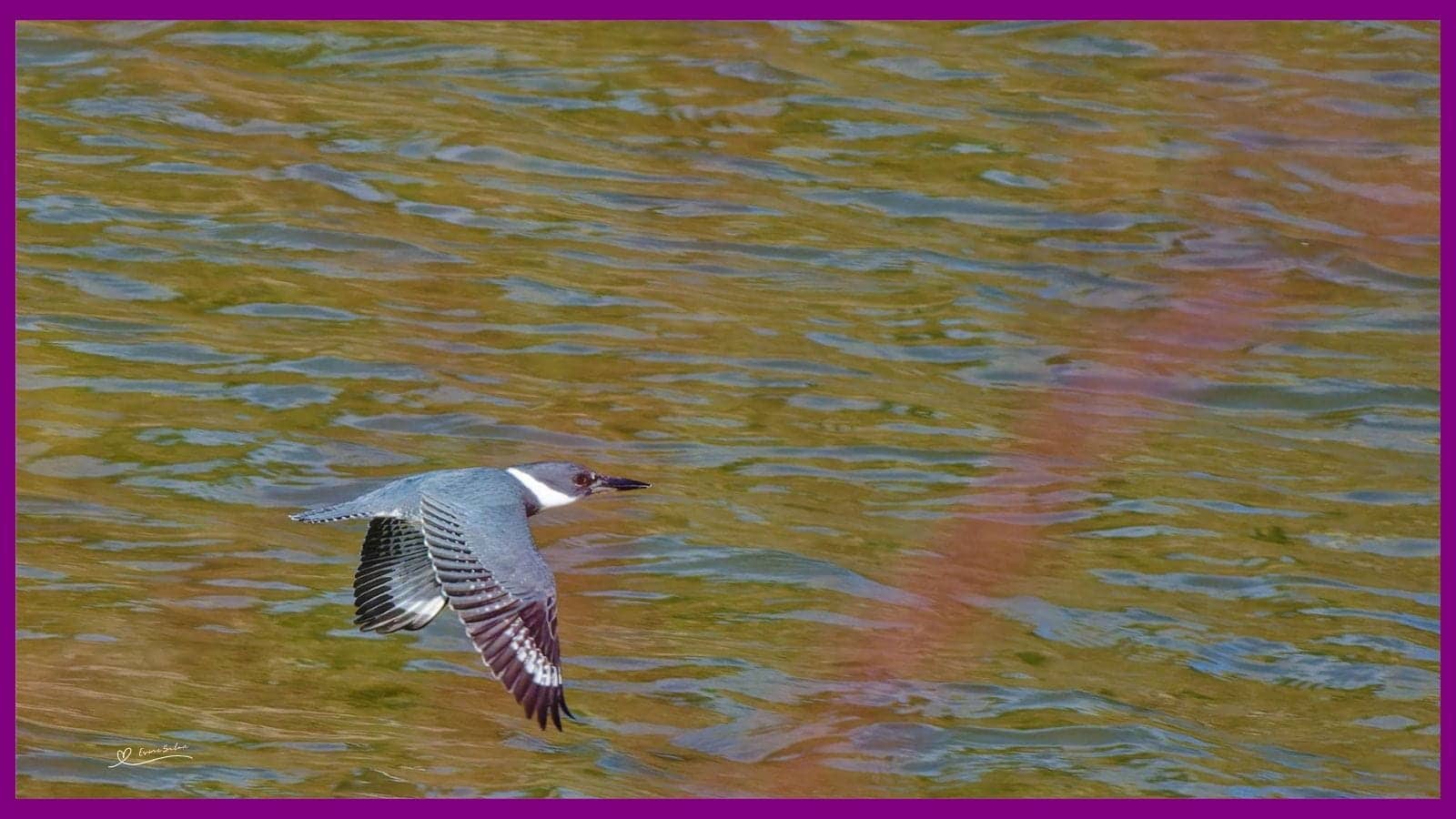 Kingfishers Symbolize Peace