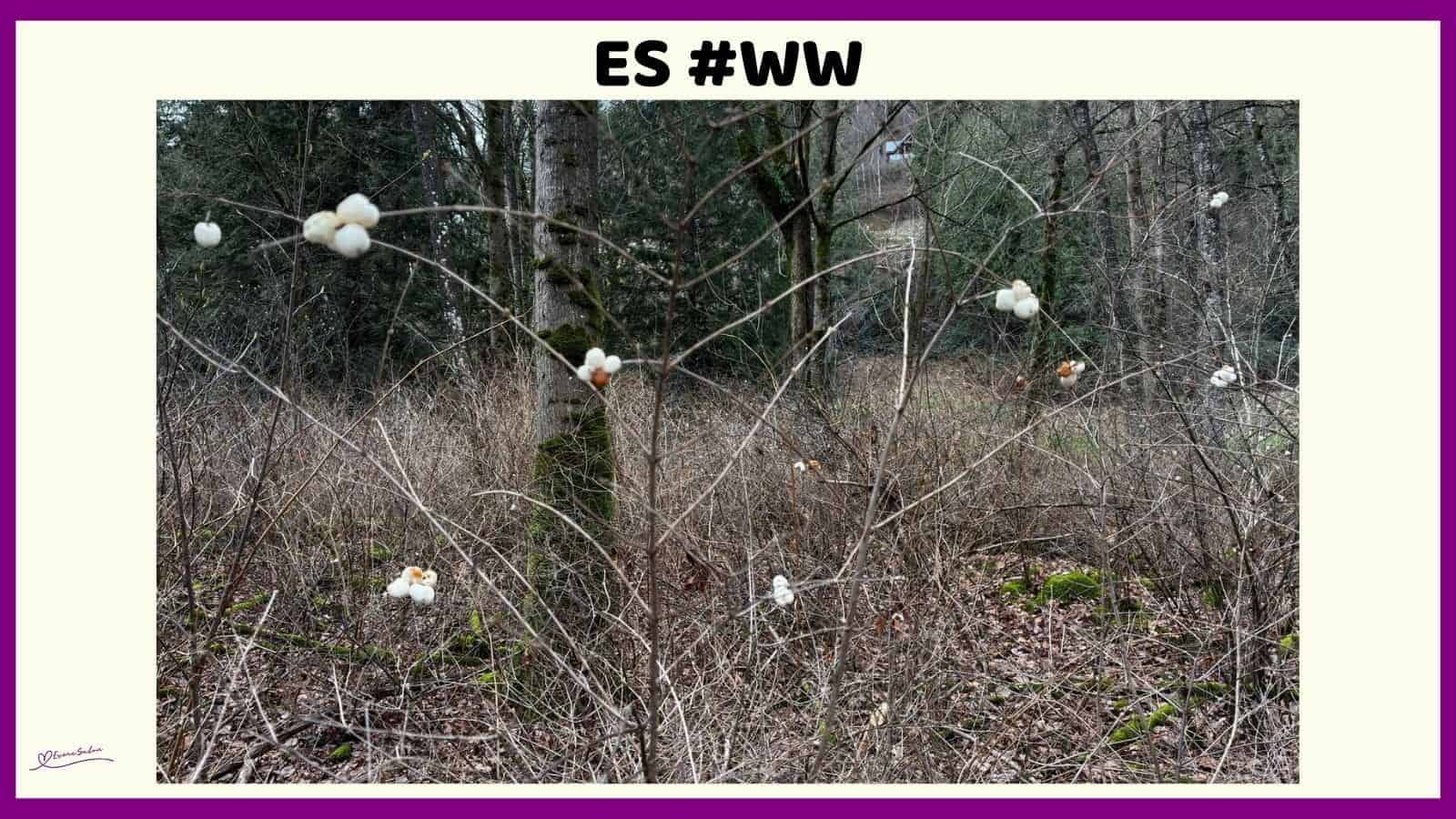 ES #113 #WordlessWednesday