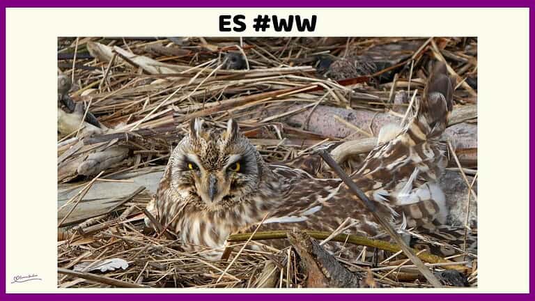 ES #114 #WordlessWednesday