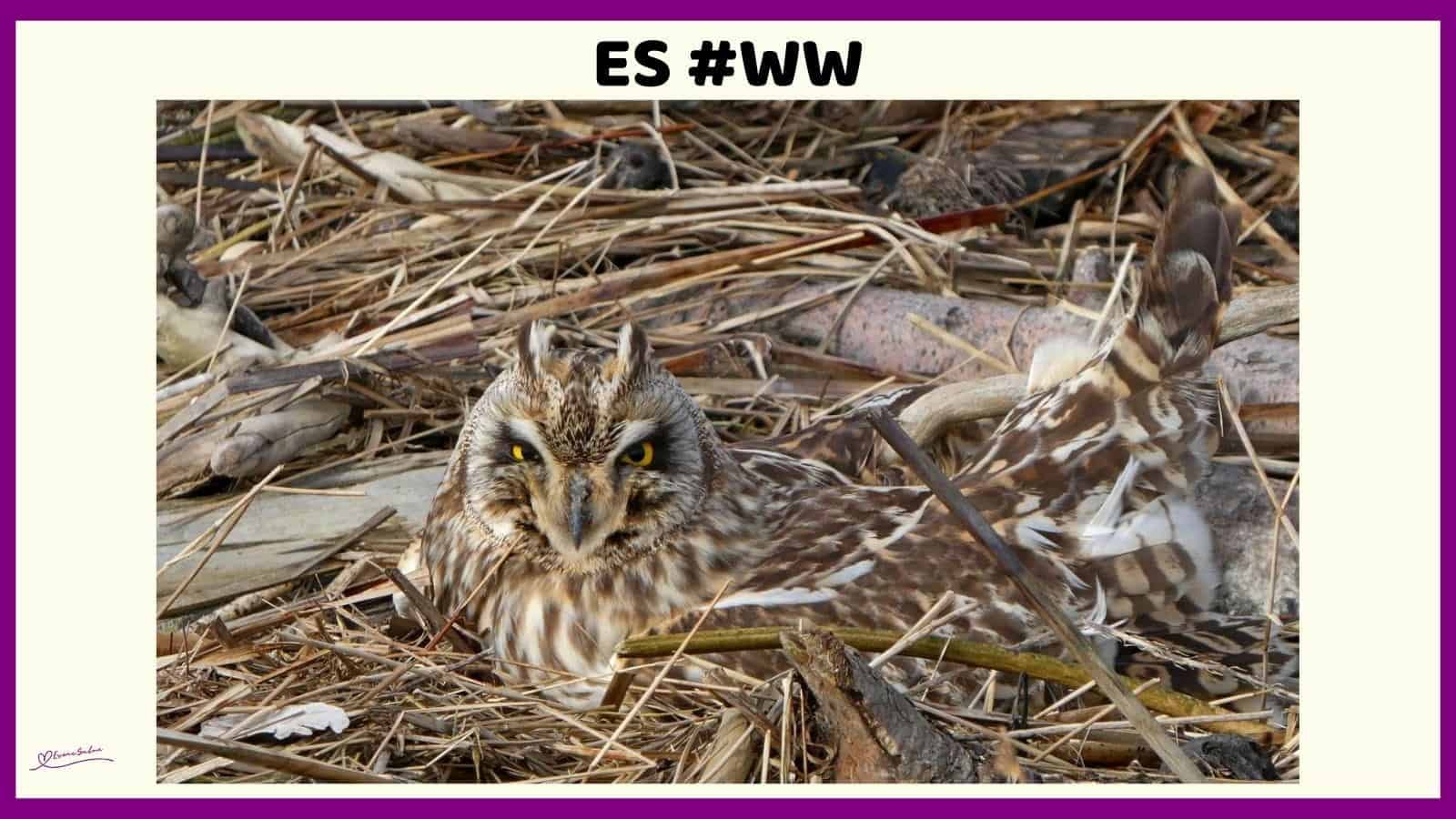 ES #114 #WordlessWednesday