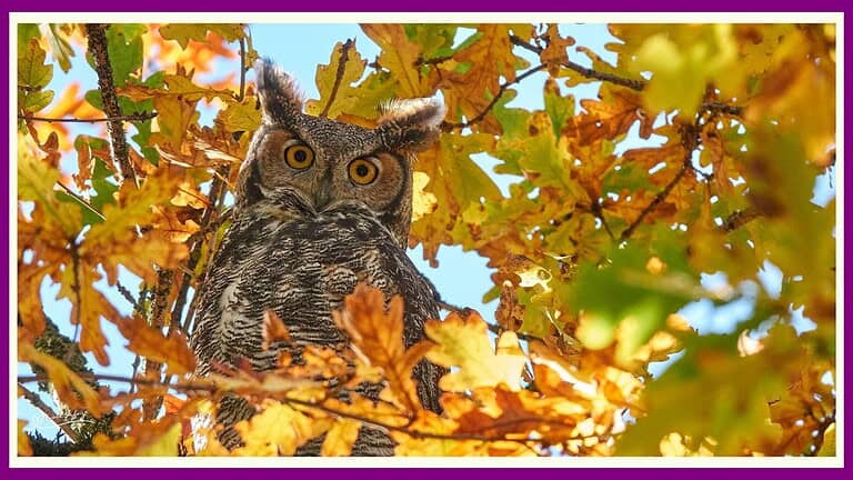 Owls Creatures of the Night