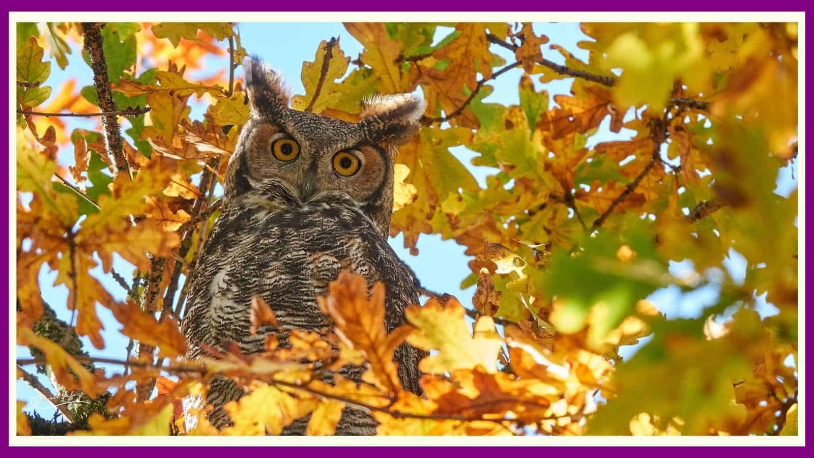 Owls Creatures of the Night