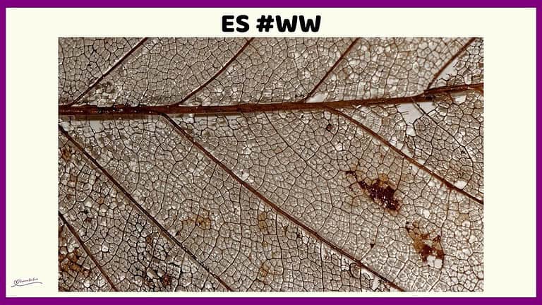 An iamge of a Semi Rotten Leaf