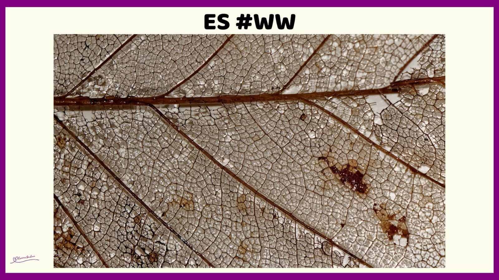 An iamge of a Semi Rotten Leaf