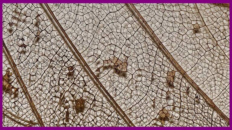 An image of a Semi Rotten Leaf