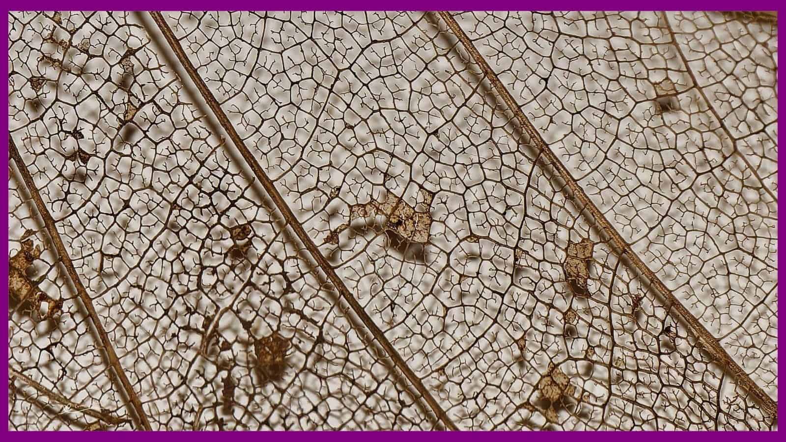 An image of a Semi Rotten Leaf