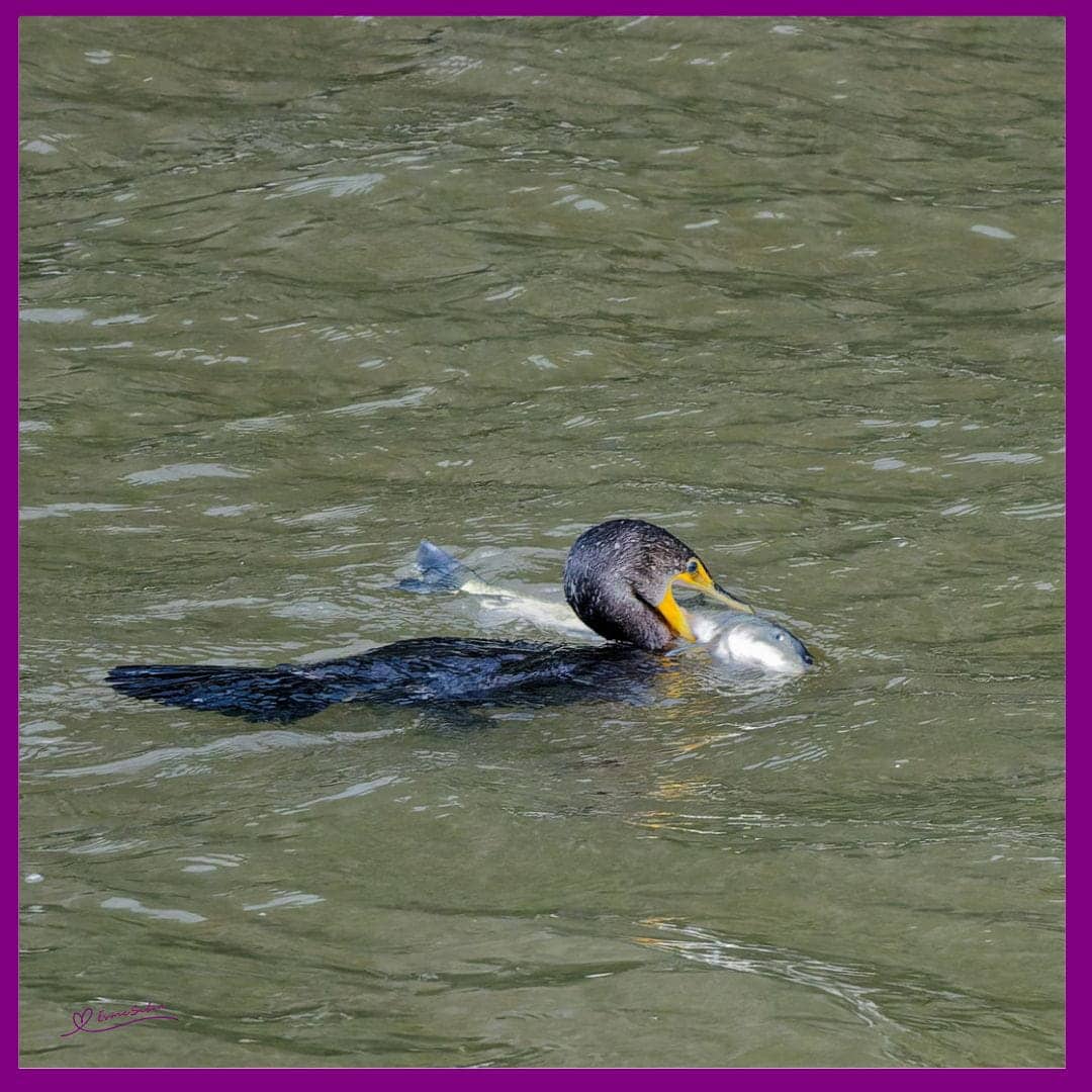 Cormorant