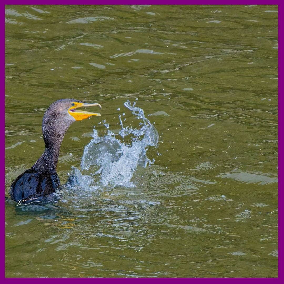 Cormorant