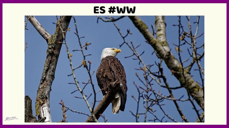 Bald Eagle Keeping Watch