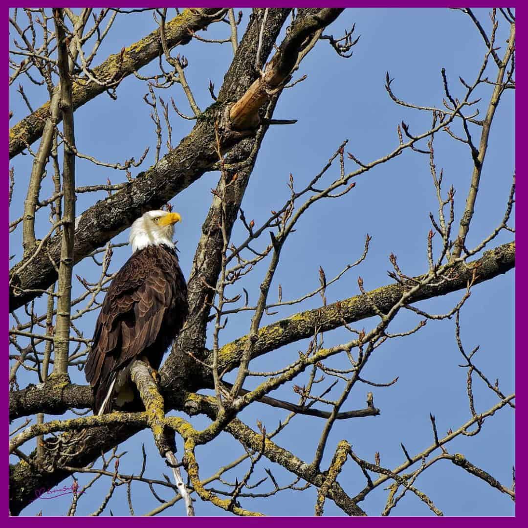 Bald Eagle Single