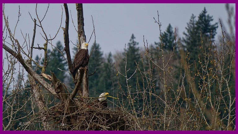 Bald Eagle pair in Nest