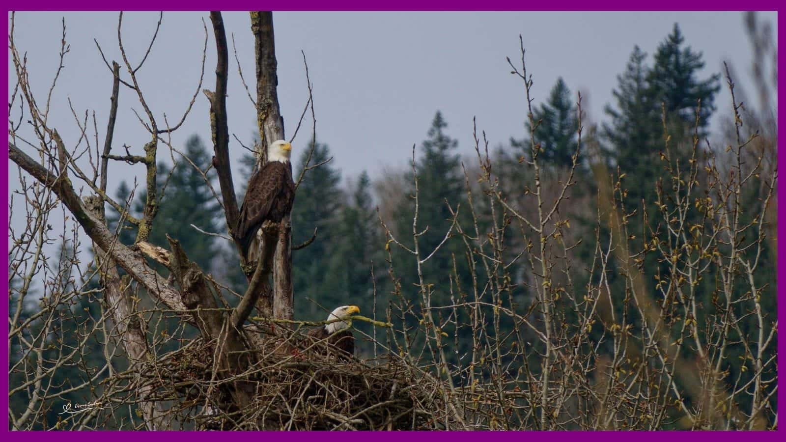 Bald Eagle pair in Nest