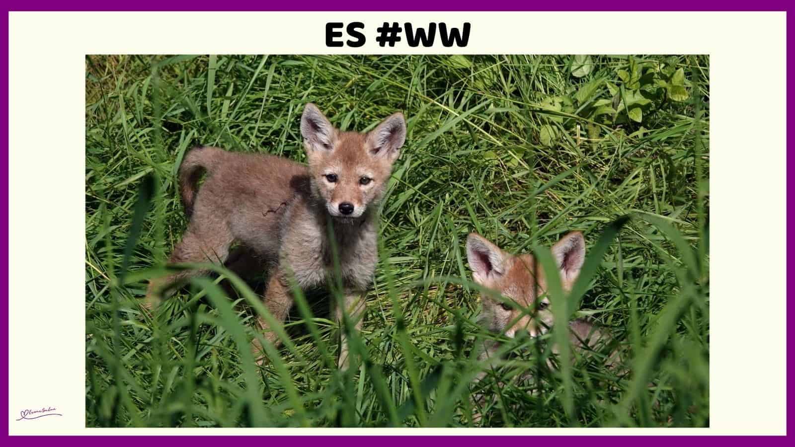 ES #117 #WordlessWednesday