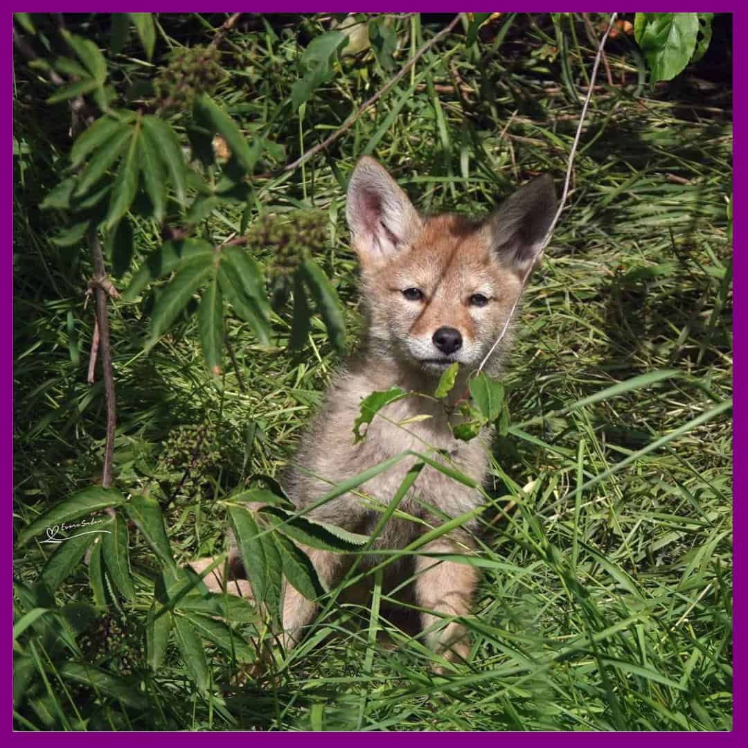 Coyote Song Dog