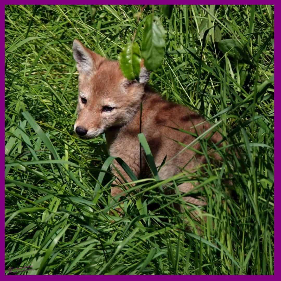Coyote Song Dog