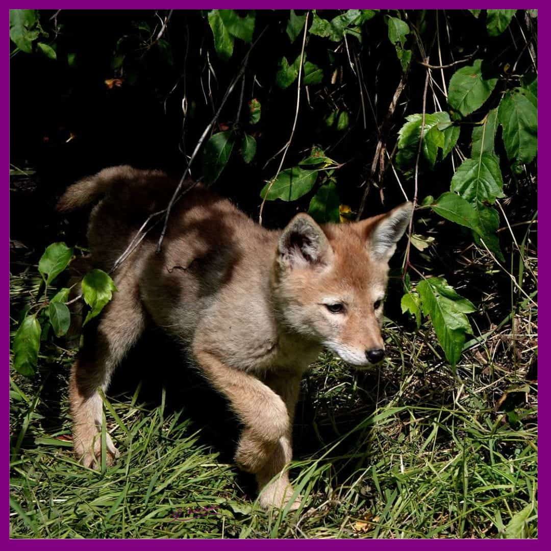 Coyote Song Dog