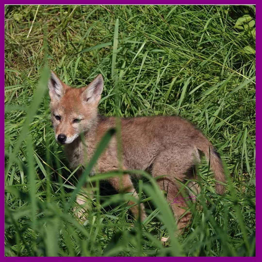 Coyote Song Dog