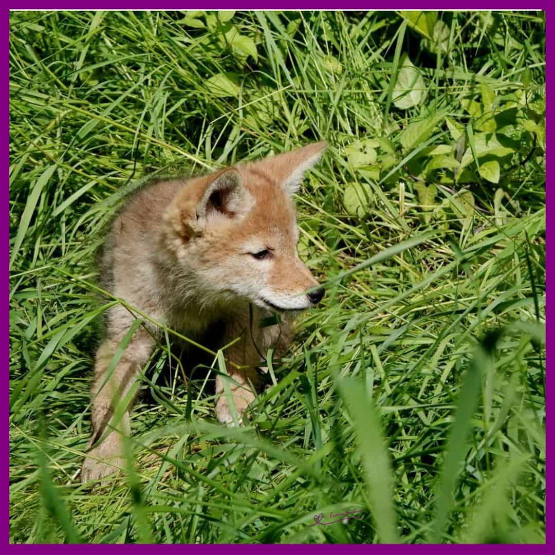 Coyote Song Dog