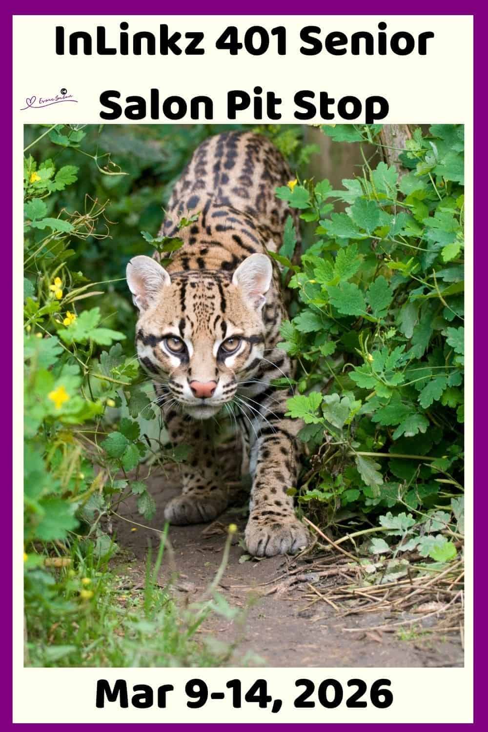 InLinkz 400 Senior Salon Pit Stop