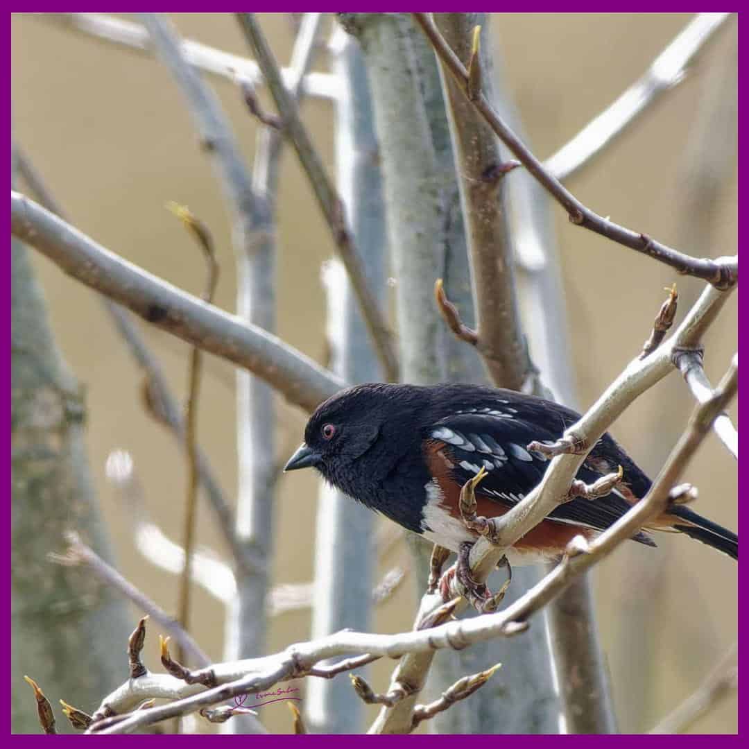 Spotted Towhee