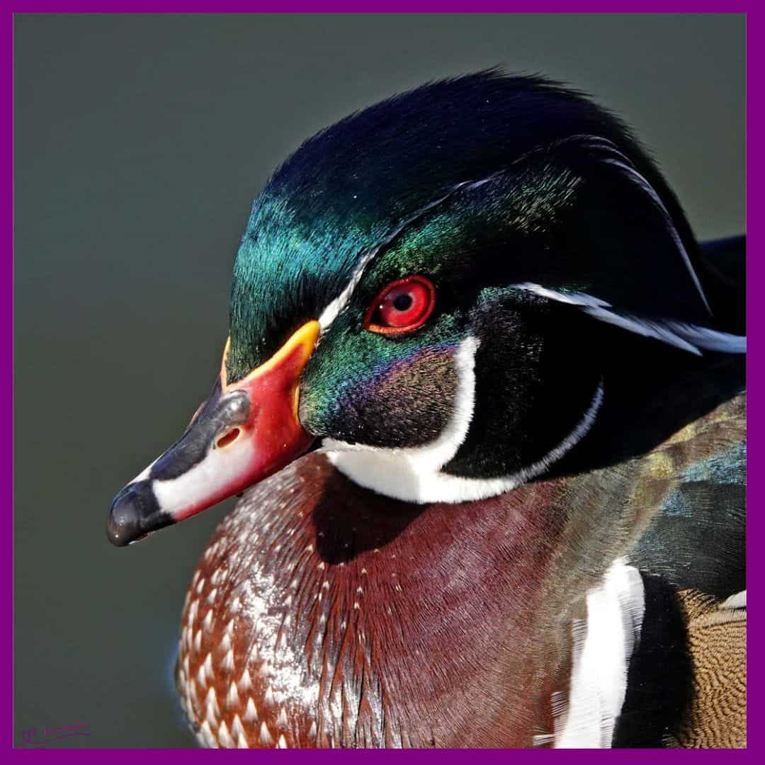 Stunningly Pretty Wood Duck