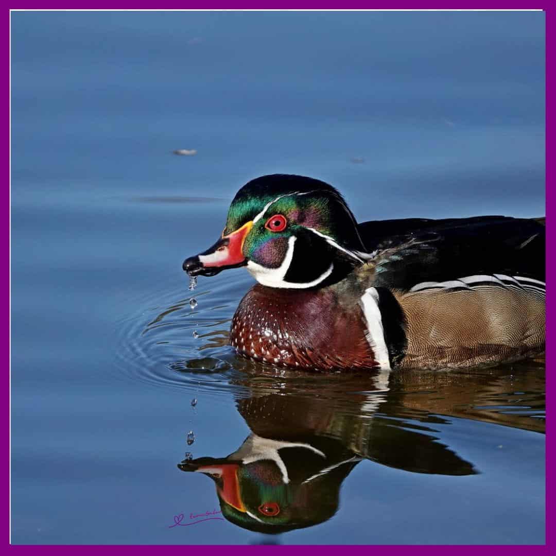 Stunningly Pretty Wood Duck