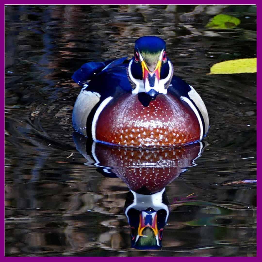 Stunningly Pretty Wood Duck