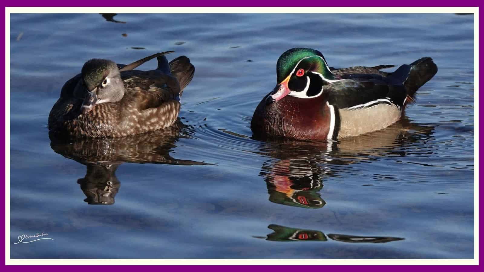 Stunningly Pretty Wood Duck