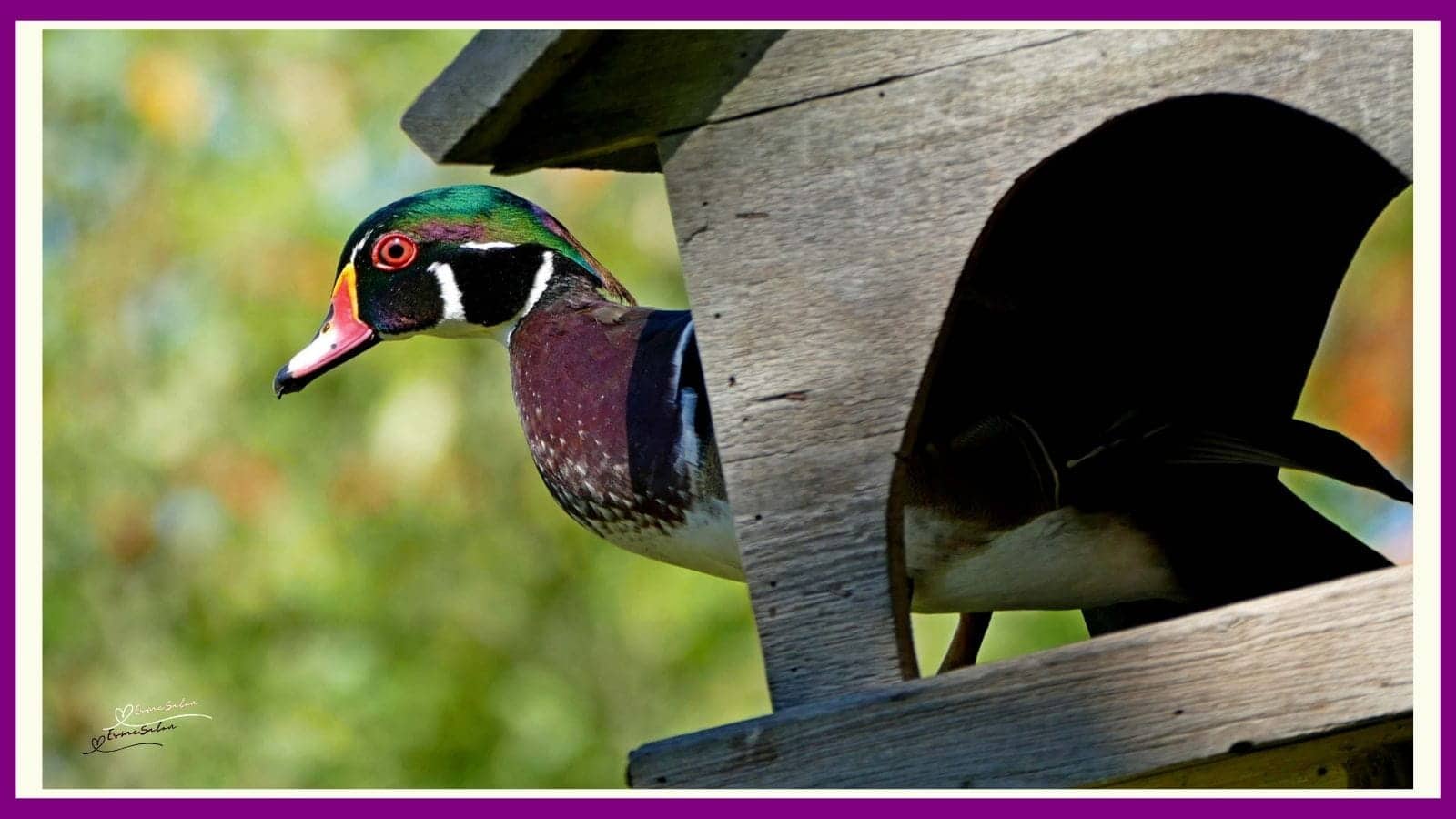 Stunningly Pretty Wood Duck