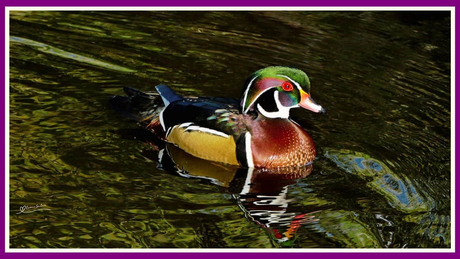 Stunningly Pretty Wood Duck