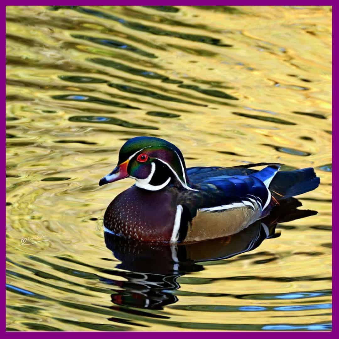 Stunningly Pretty Wood Duck