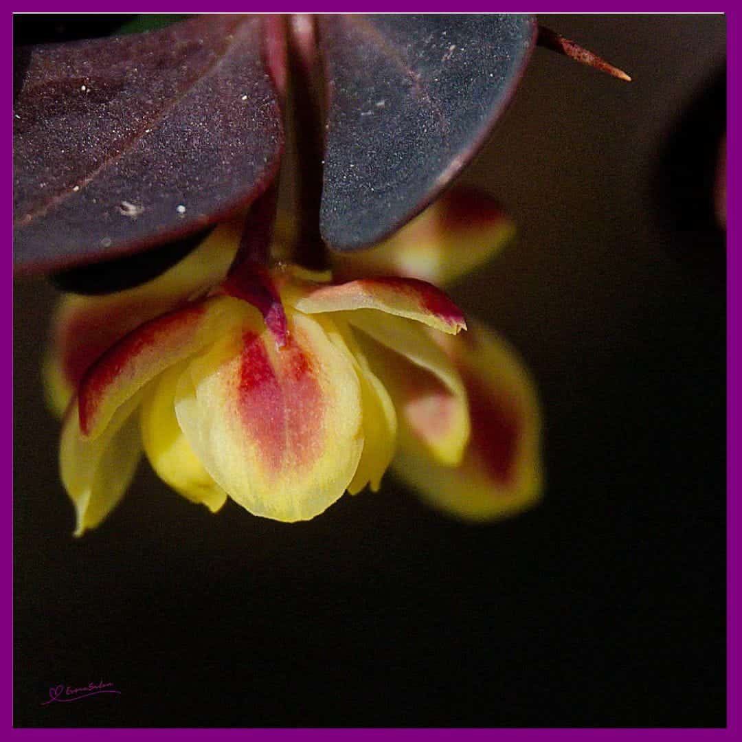 Japanese Barberry Flowers