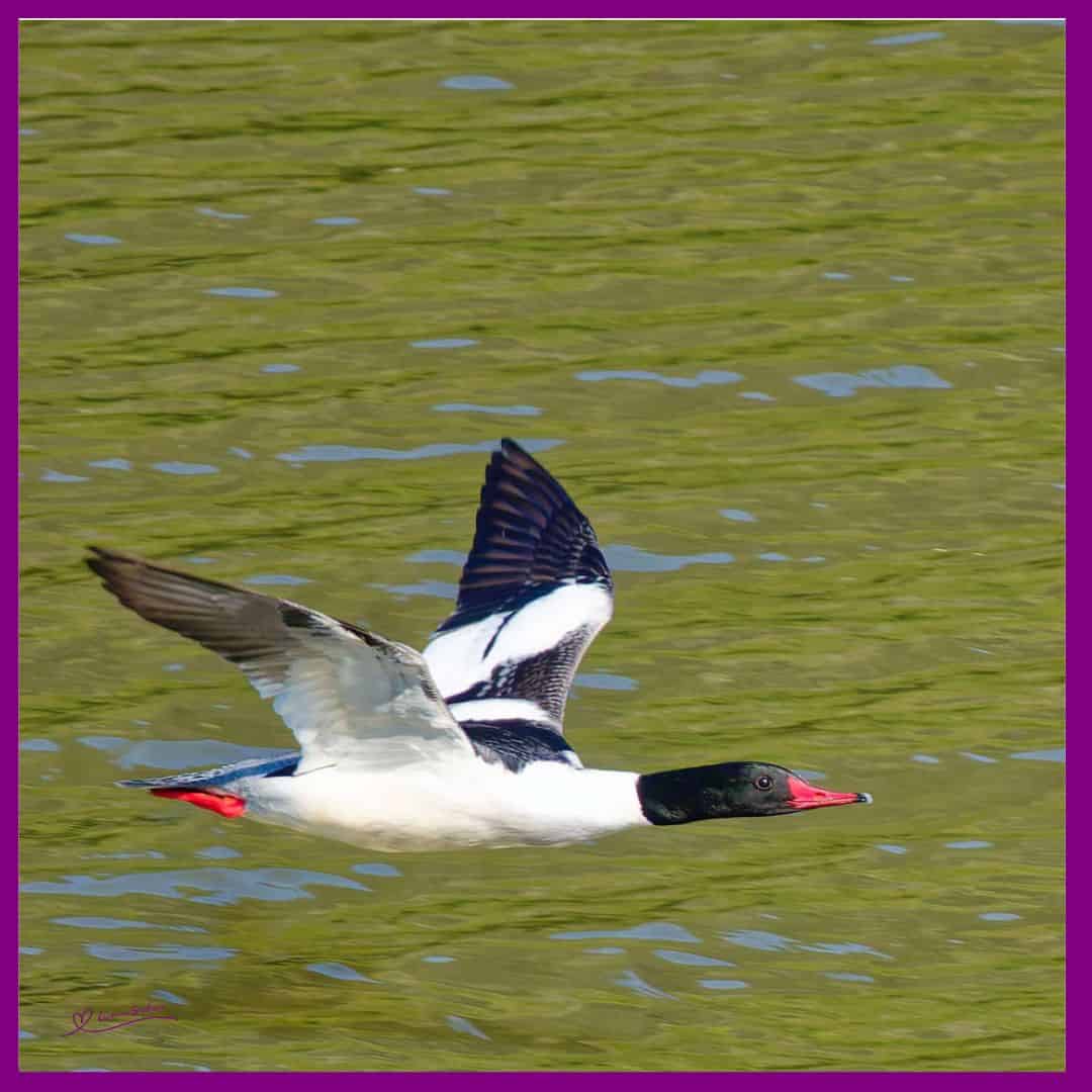 Common Mergansers