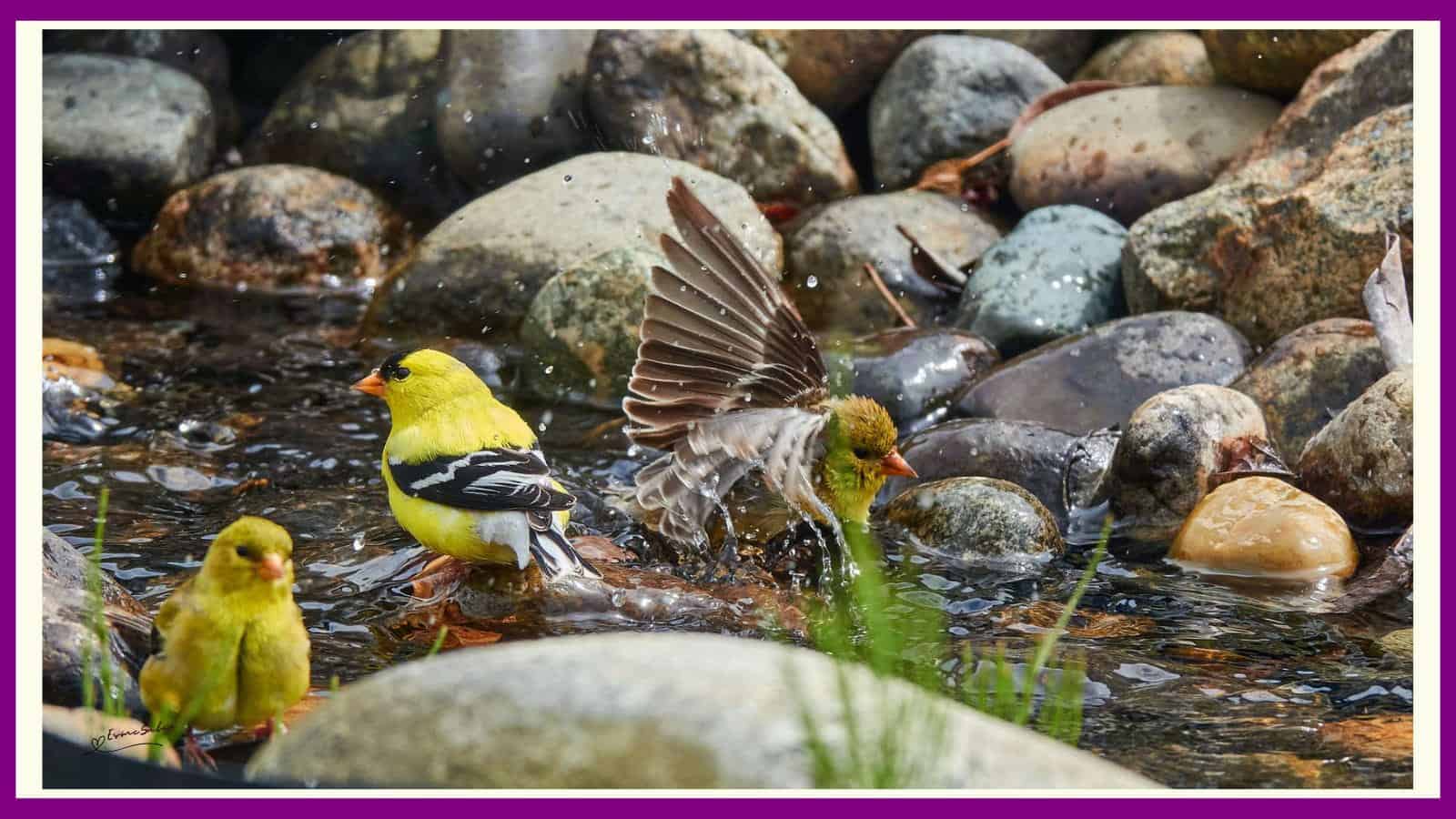 Common Mergansers