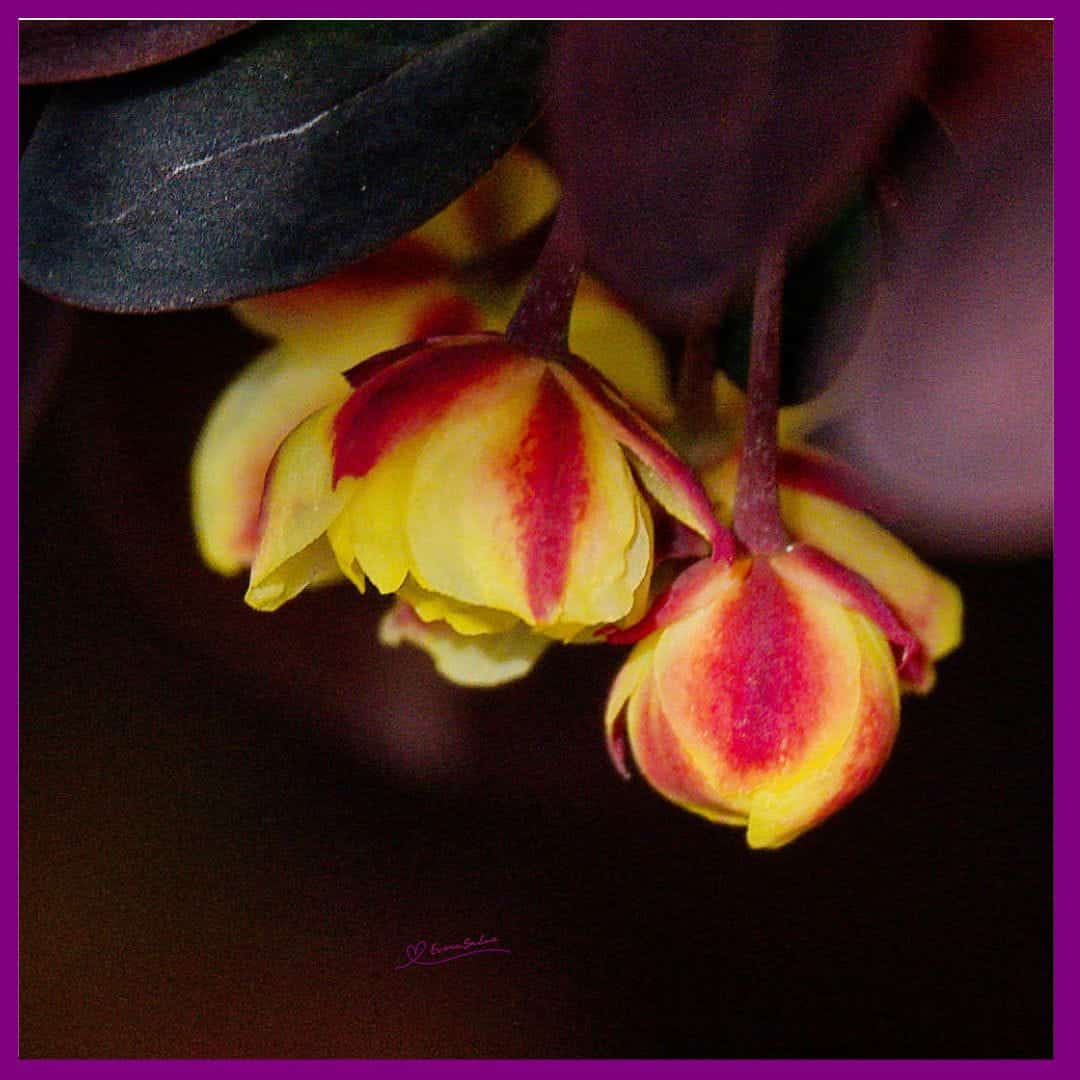 Japanese Barberry Flowers